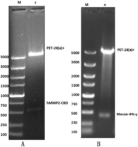 Fusion protein containing collagen binding structure domain
