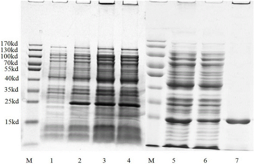 Preparing method and application of cell immunologic adjuvant TSA-41