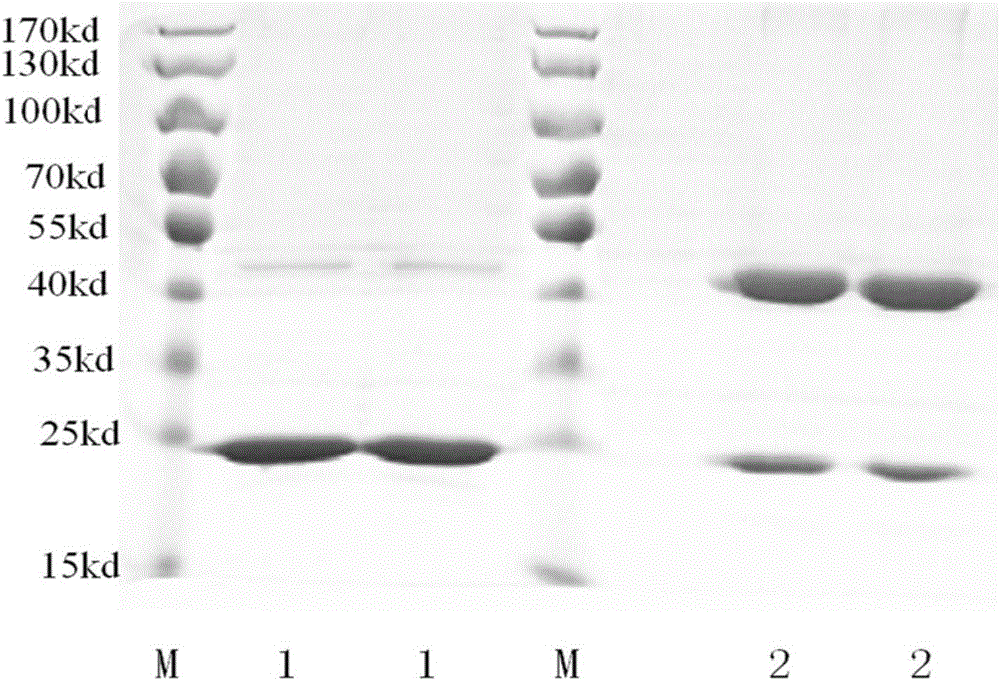 Preparing method and application of cell immunologic adjuvant TSA-41