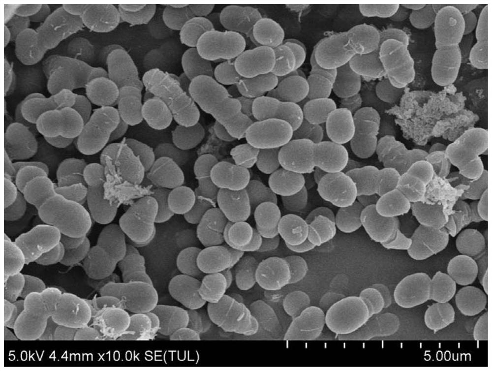 Arthrobacter capable of degrading erucyl amide as well as acquisition method, culture method and application of arthrobacter