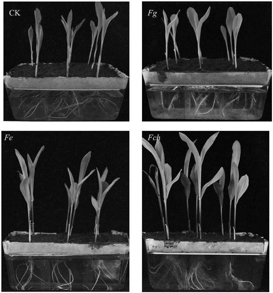 Method for detecting influence of microbes to plant roots and special device for implementing same