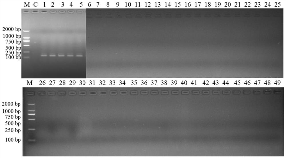 Molecular target for screening flavobacterium and quantitative detection method for flavobacterium