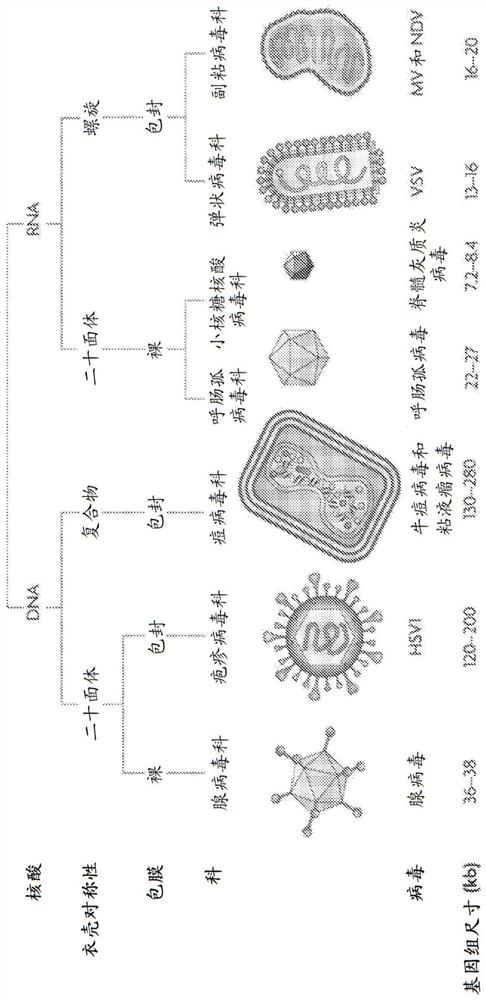 Encapsulated polynucleotides and methods of use