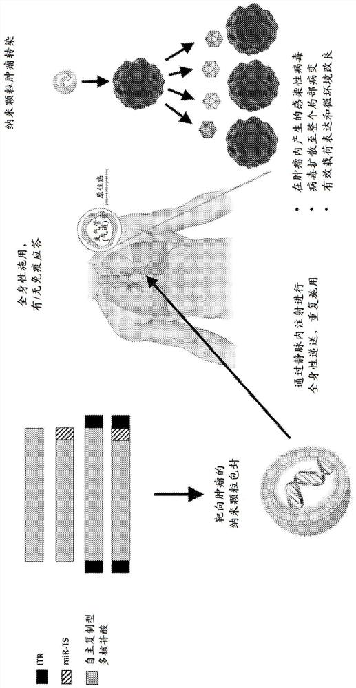 Encapsulated polynucleotides and methods of use