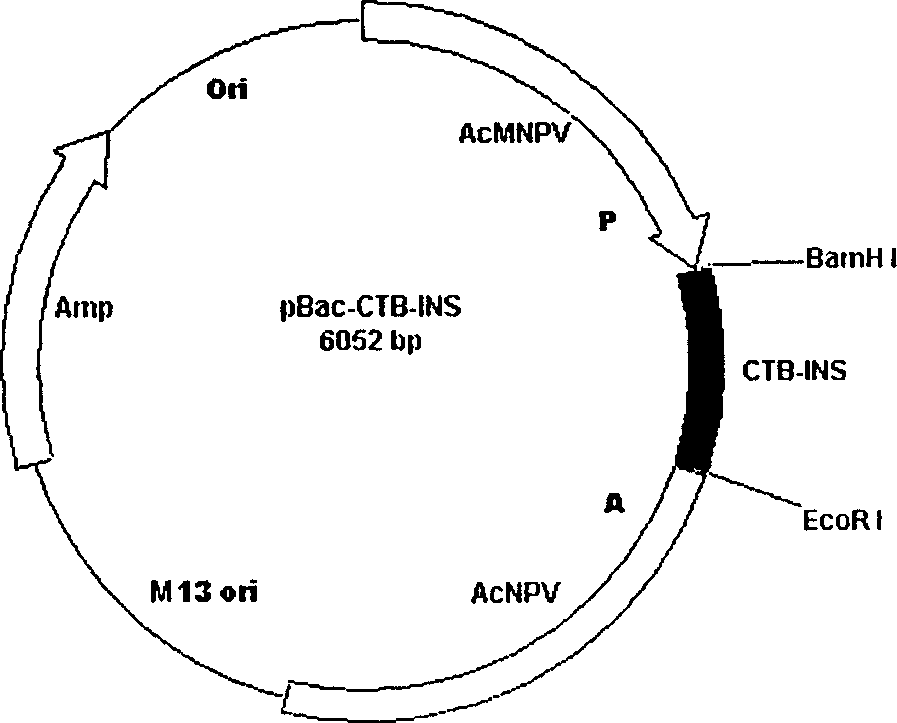 Recombinant Baculovirus for expressing CTB and human insulin fusion protein and use thereof