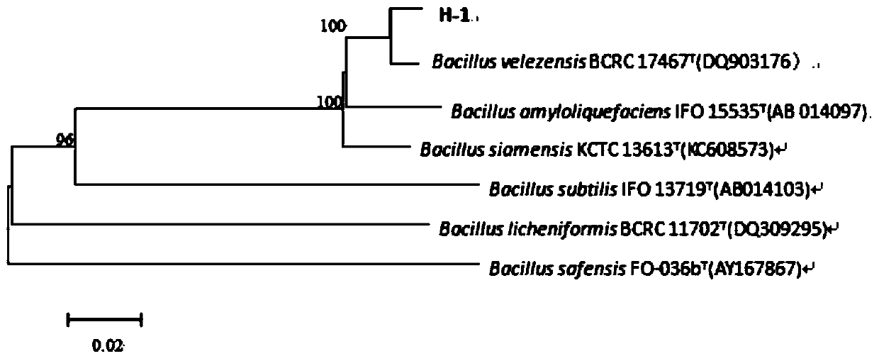 Bacterial strain capable of antagonizing botrytis cinerea pathogens after picking of fruits and vegetables and application of bacterial strain