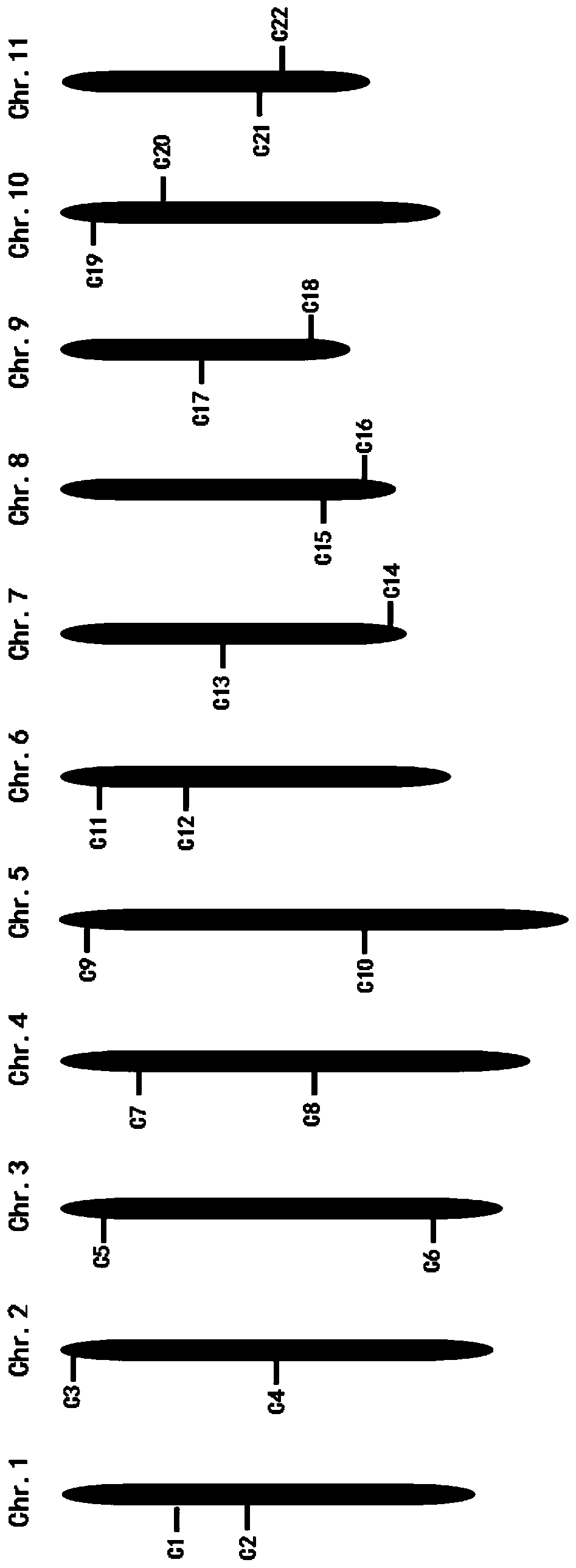 Bottle gourd core molecular marker set developed on basis of KASP technology and application thereof