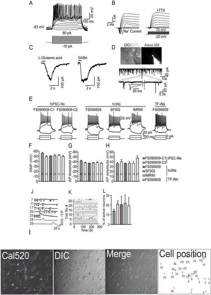 Medicinal composition for inducing direct conversion of fibroblasts into nerve cells, and use of medicinal composition