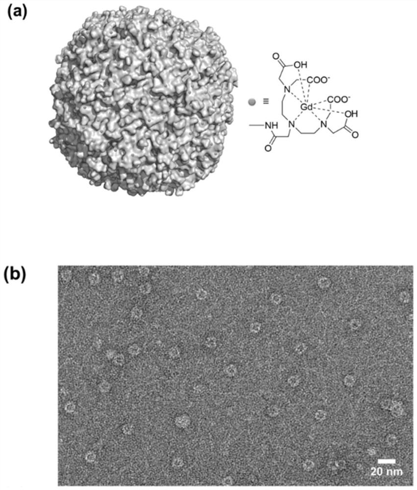 A tumor-targeted gadolinium-based magnetic resonance imaging contrast agent and its preparation method