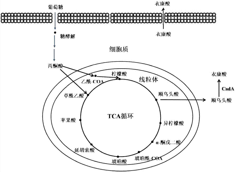 Recombinant yeast strain for generating itaconic acid, and construction method and application thereof