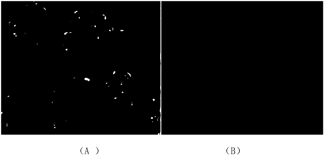 A kind of yeast water and its preparation method and application in cosmetics