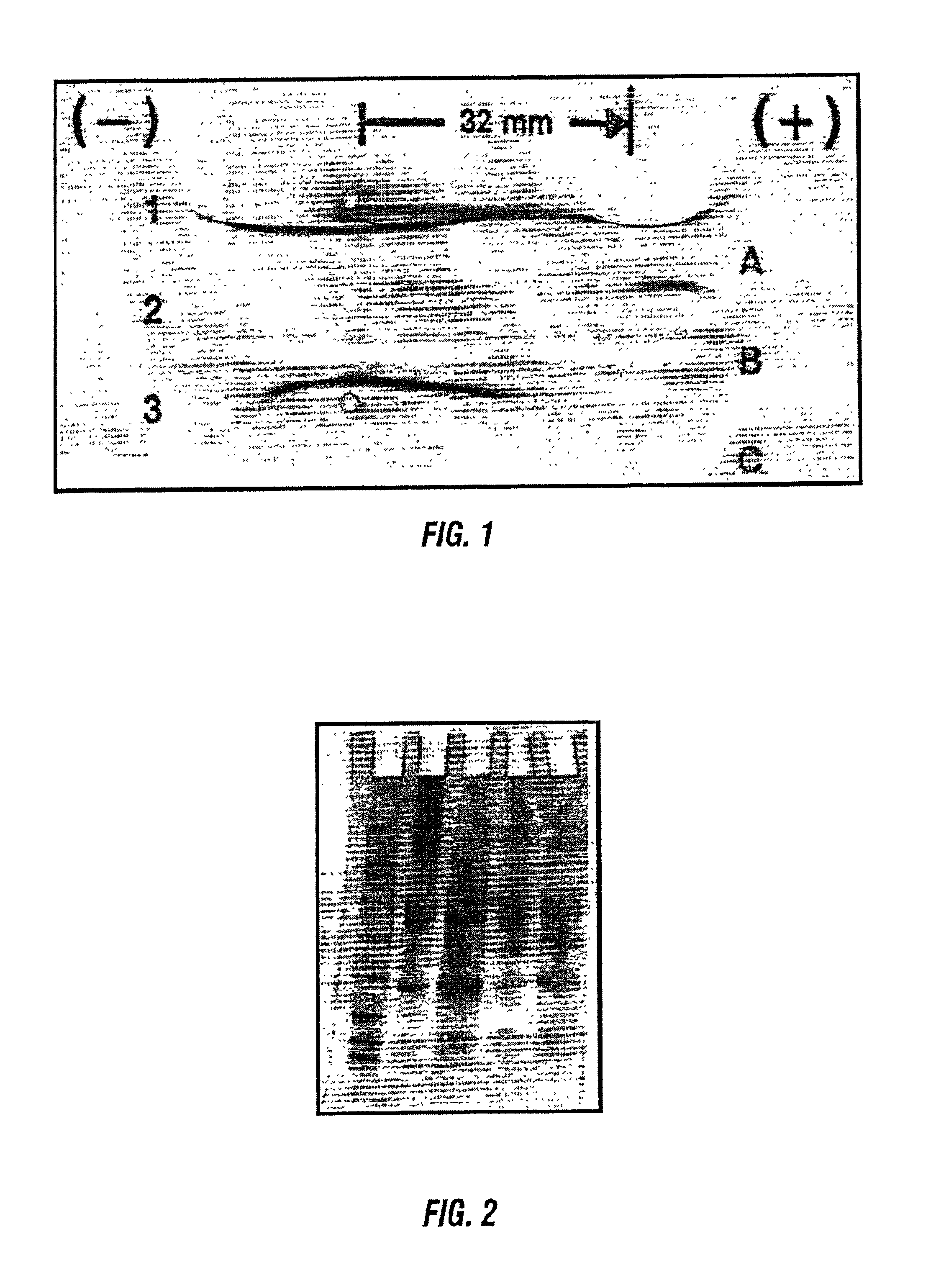 Isolated bovine lgG heavy chain protein and its use as an antimicrobial