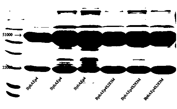 Preparation method and application for biphenyl dioxygenase mutant of polychlorinated biphenyl degrading bacteria