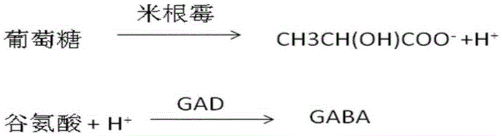 A method for producing lactic acid and simultaneously preparing gaba