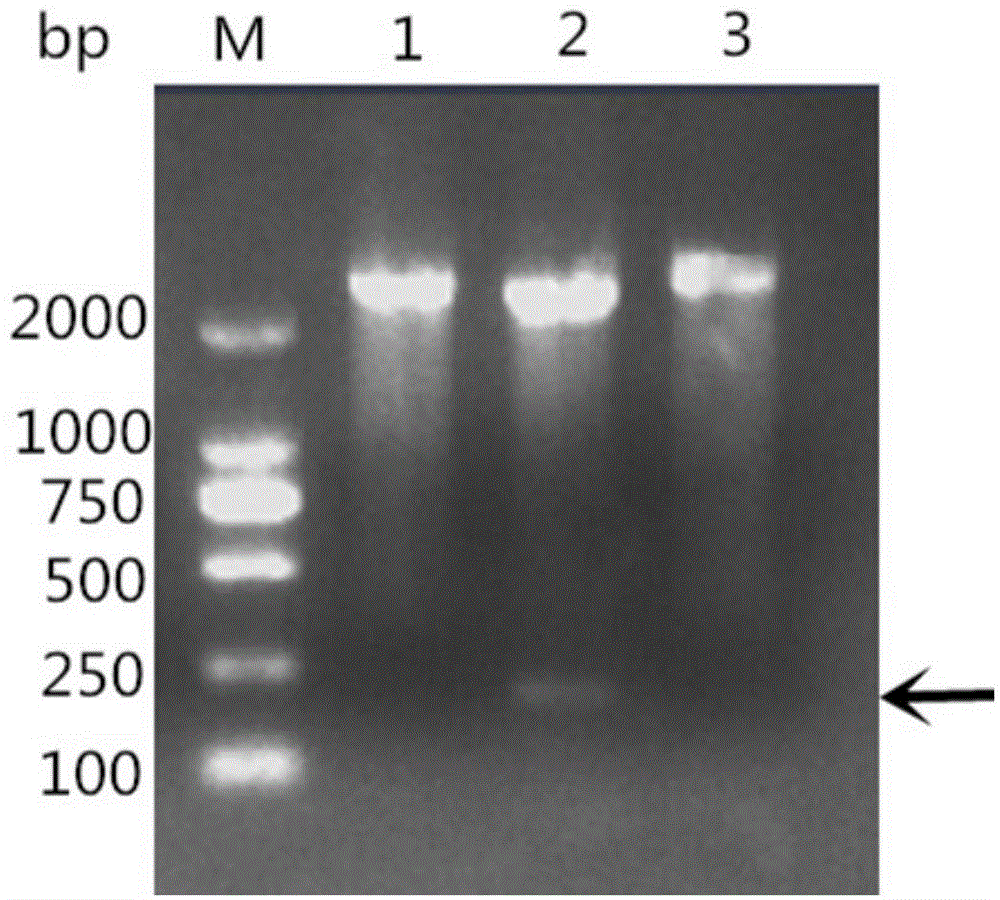 Reagent kit of OmpH interception recombinant protein of riemerella anatipestifer and application thereof