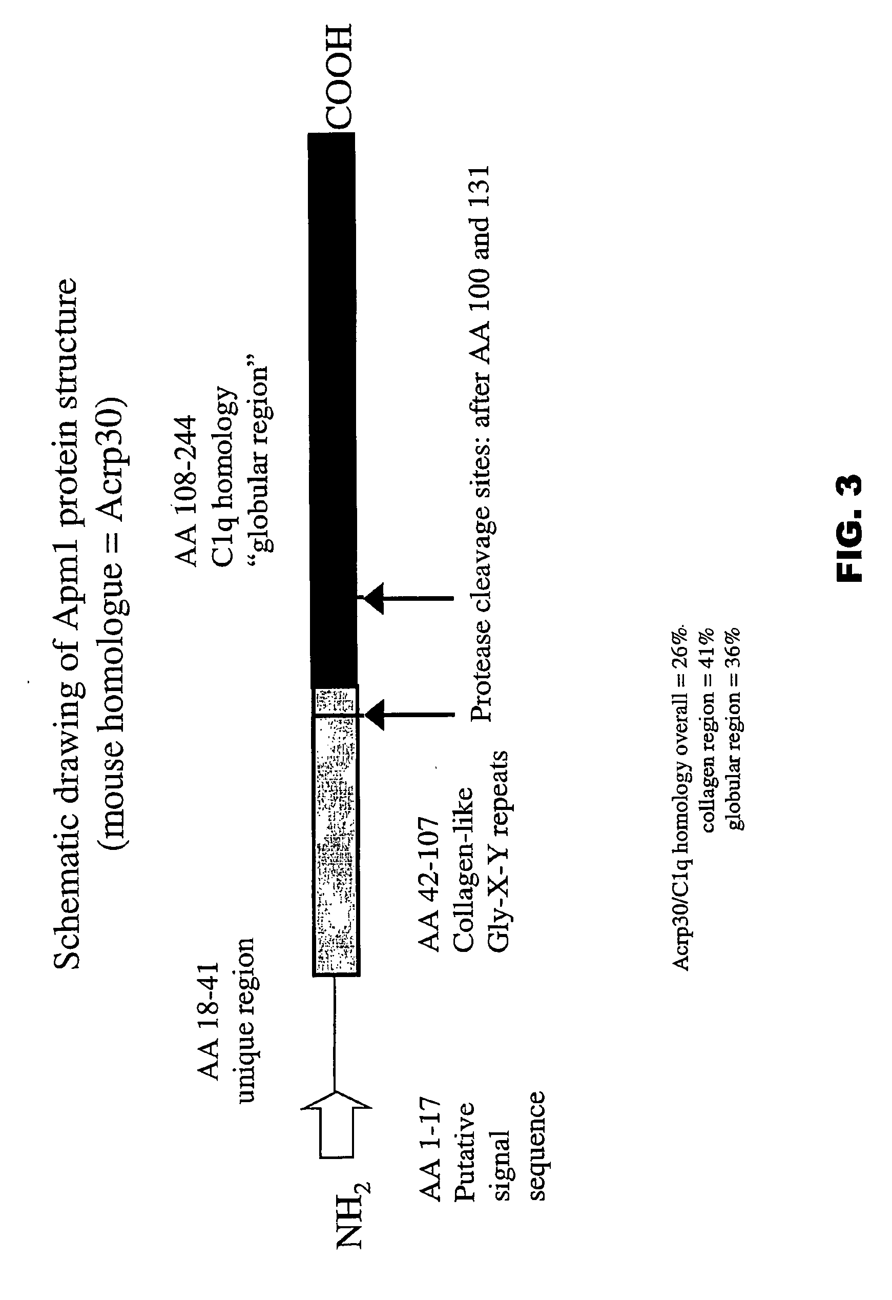 Homotrimeric extended obg3 globular head and uses thereof