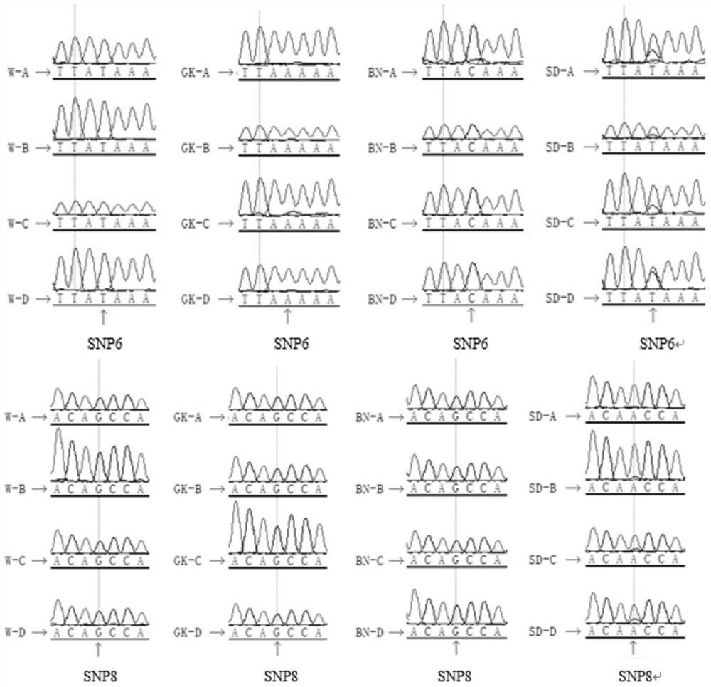 SNP markers and their applications for the identification of four commonly used strains of rats