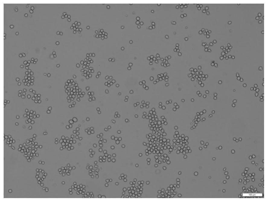 Hybridoma cell line 6b1 and its secreted monoclonal antibody against foot-and-mouth disease type a virus and its application