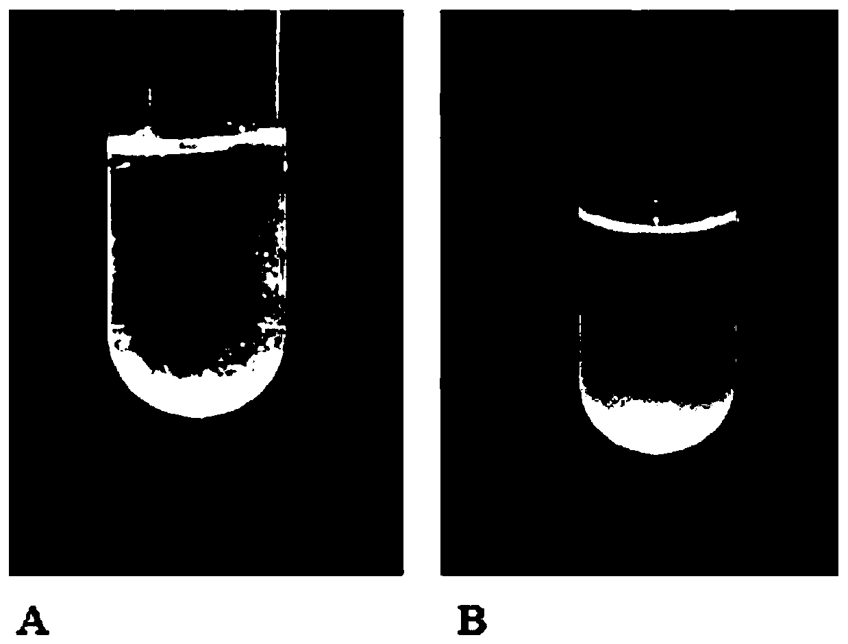 Streptococcus salivarius and its application in the preparation of drugs for removing halitosis