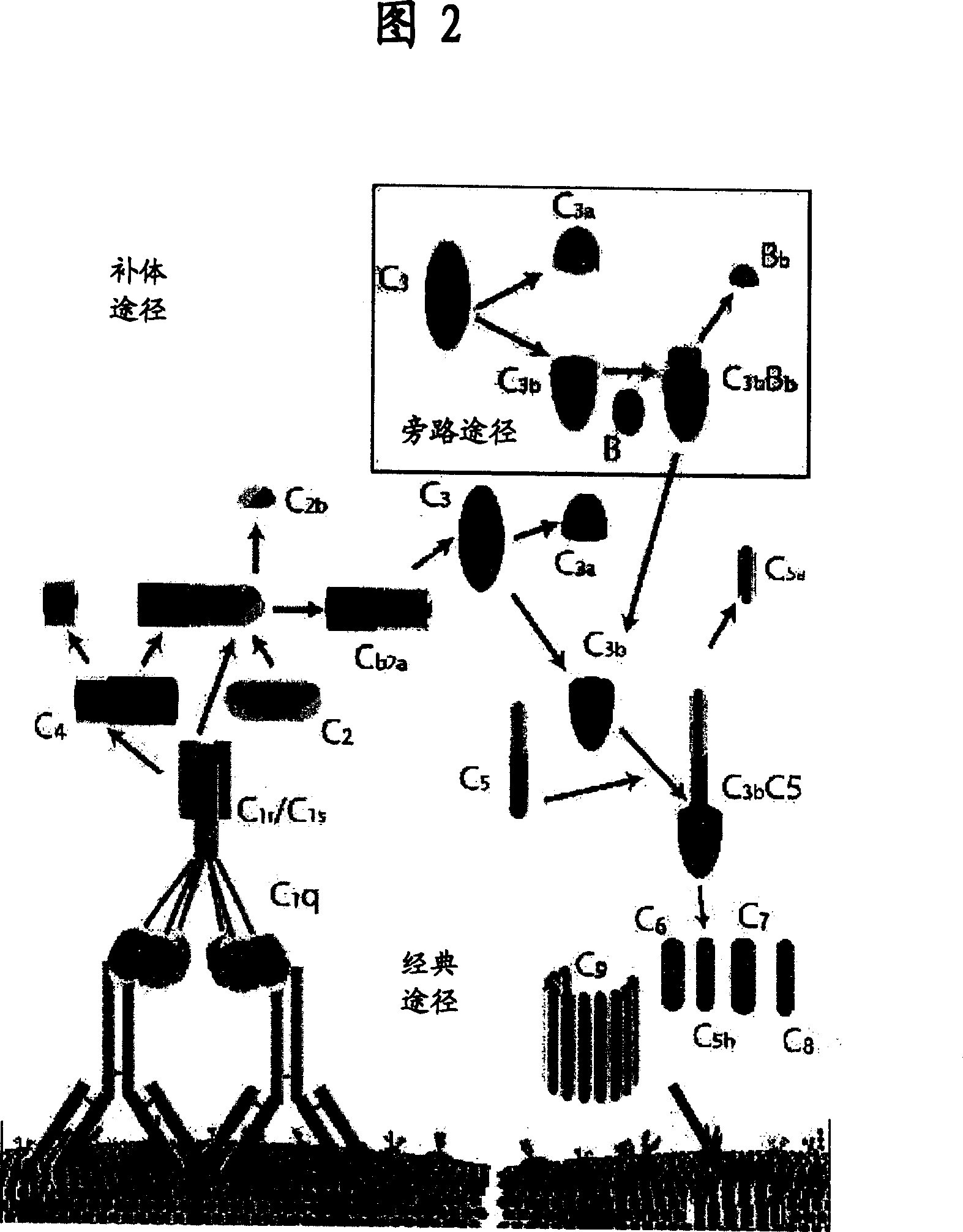 Method and compositions for altering cell function