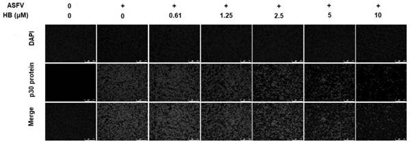 Application of hypocrellin B to preparation of medicine for preventing and treating African swine fever