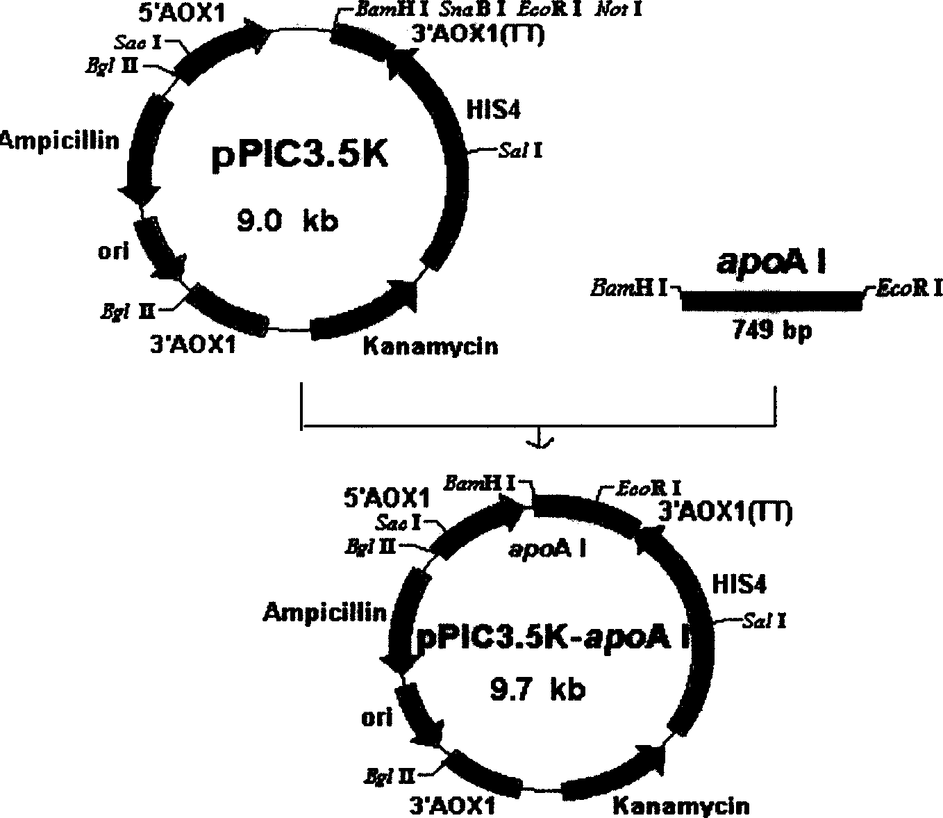 Method of expressing human apolipoprotein ApoA I inside Pichia yeast cell
