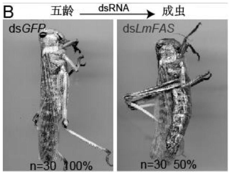 A kind of dsrna of locust fatty acid synthase gene lmfas and preparation method and application