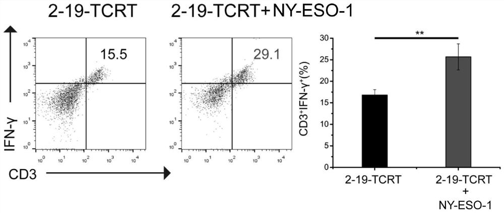 Construction method and application of novel gene modification enhanced NY-ESO-1 specific TCR-T model