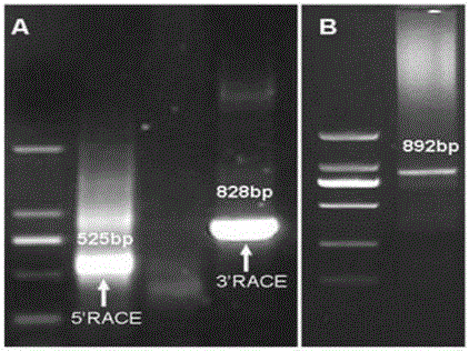 Small GTP binding protein gene TaRab18 and expression vector and application thereof