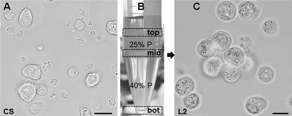 Method for producing functional sperms by 3D in-vitro culture of bostrichthys sinensis spermatogonium