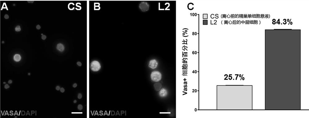 Method for producing functional sperms by 3D in-vitro culture of bostrichthys sinensis spermatogonium