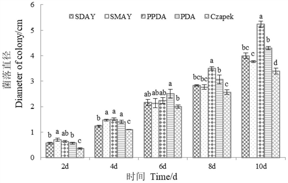 Cordyceps javanica strain Bd01 and application thereof