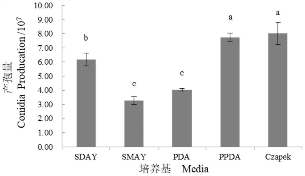 Cordyceps javanica strain Bd01 and application thereof