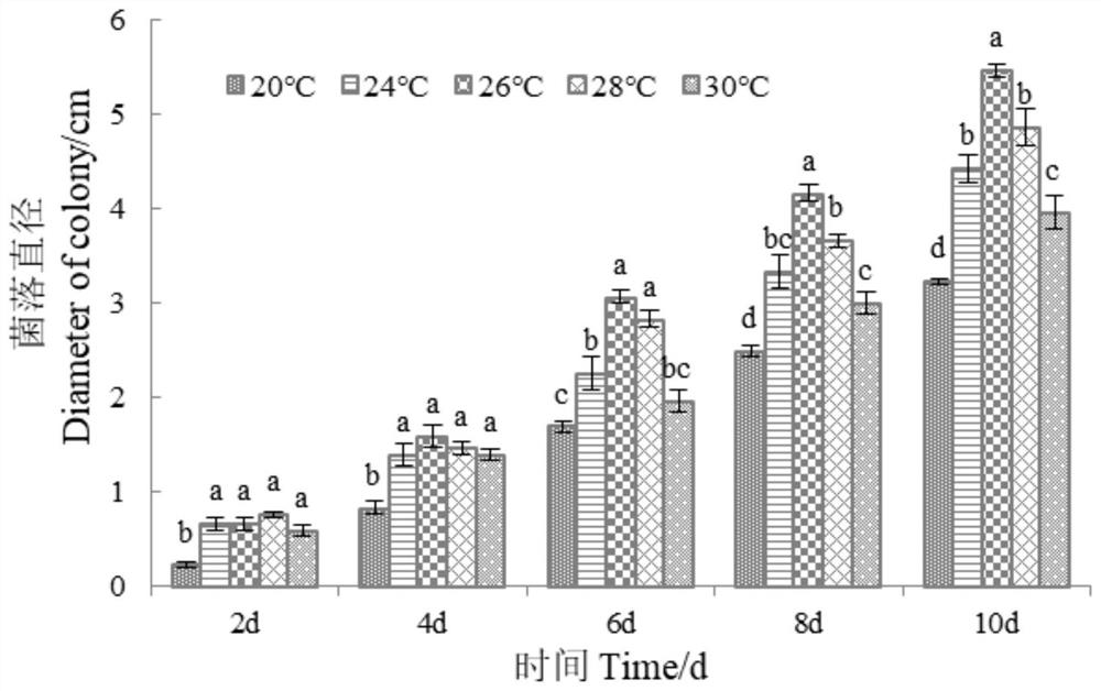 Cordyceps javanica strain Bd01 and application thereof