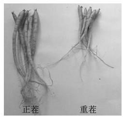 A strain of Burkholderia neocepacia and its application