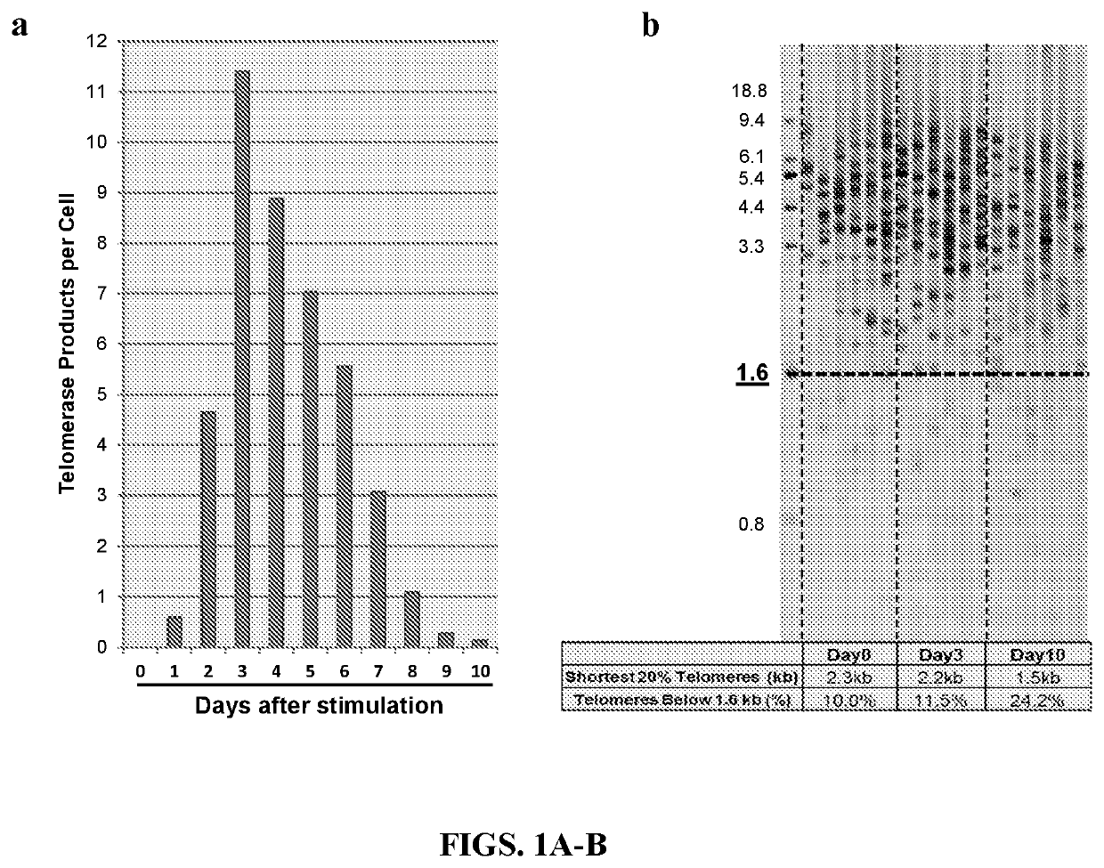 Telomerase holoenzyme complex and methods of use thereof