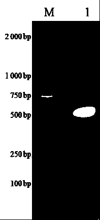 ELISA kit for detecting porcine atypical pestivirus antibody based on Npro protein