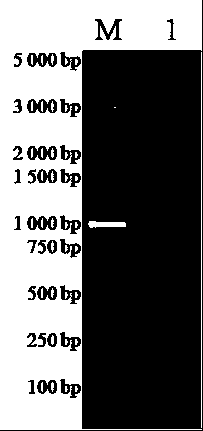 ELISA kit for detecting porcine atypical pestivirus antibody based on Npro protein