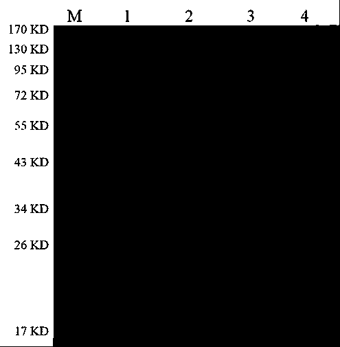 ELISA kit for detecting porcine atypical pestivirus antibody based on Npro protein