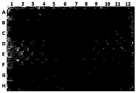 Xanthenone dimer compound IUE-1799a use