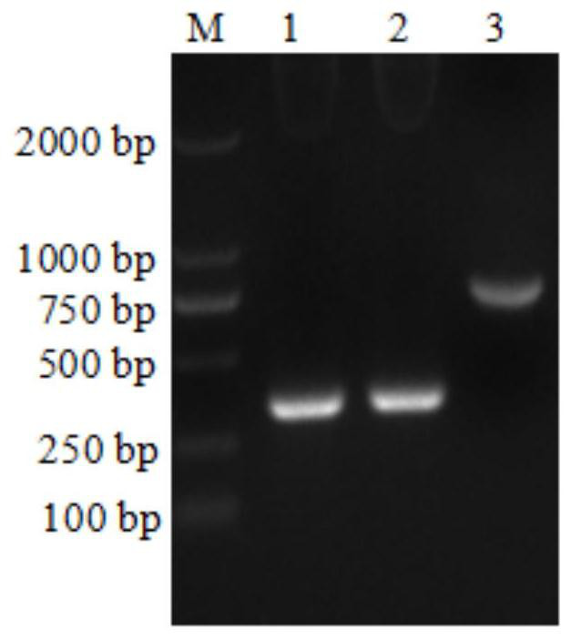 A kind of anti-ibrv single-chain antibody, its preparation method and application