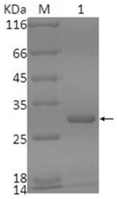 A kind of anti-ibrv single-chain antibody, its preparation method and application