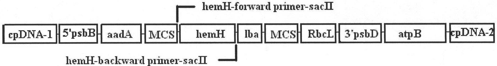 Method for improving chlamydomonas reinhardtii hydrogen production amount of leghemoglobin ferrous chelate enzyme gene