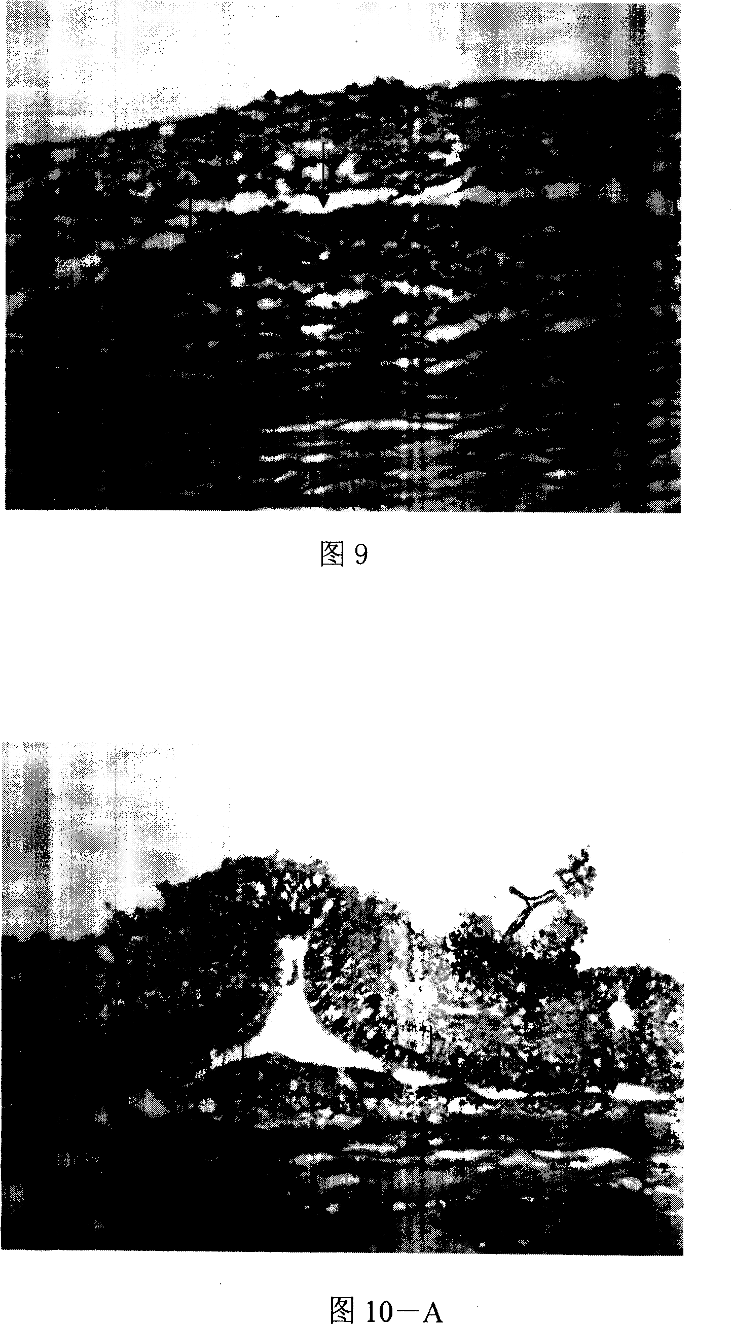 Method for in vitro separation of full-thickness retina tissue