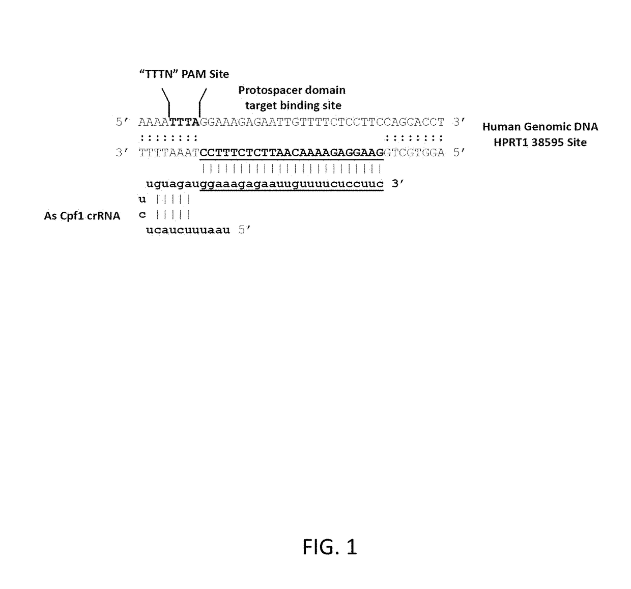Crispr/cpf1 systems and methods