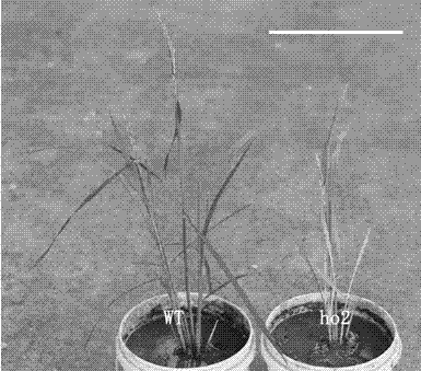 Rice leaf color control gene heme oxygenase2 (HO2) and application thereof