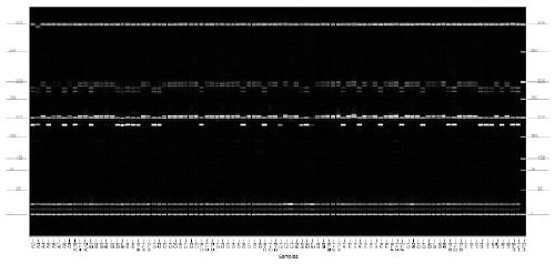 Genetic identification method of cotton germplasm based on ssr marker and capillary electrophoresis