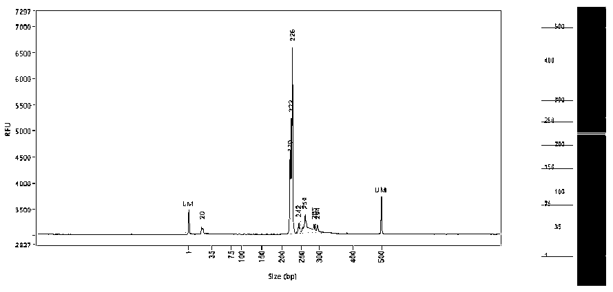 Genetic identification method of cotton germplasm based on ssr marker and capillary electrophoresis