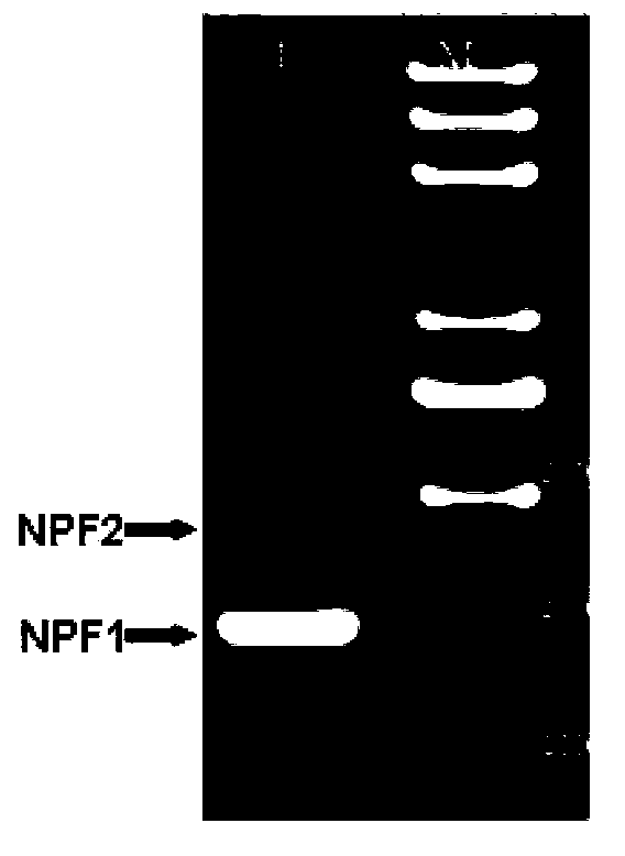 NPF neuropeptide of cotton bollworm and helicoverpa assulta as well as encoding gene and application thereof