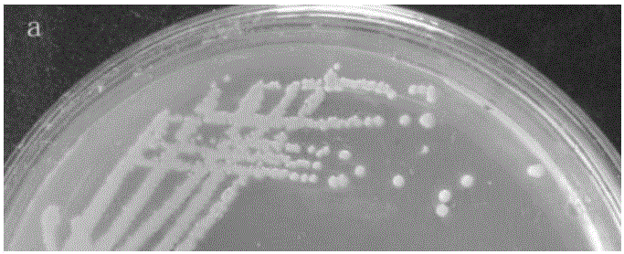 Bacterial strain capable of degrading pyridine and ammonia nitrogen, preparation method and application of bacterial strain